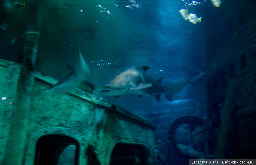 Воронежский океанариум — В мире животных: смешные фото питомцев и зверей