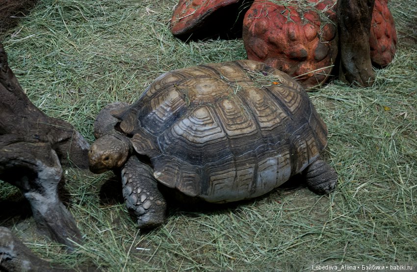 Воронежский океанариум — В мире животных: смешные фото питомцев и зверей (фото 9)