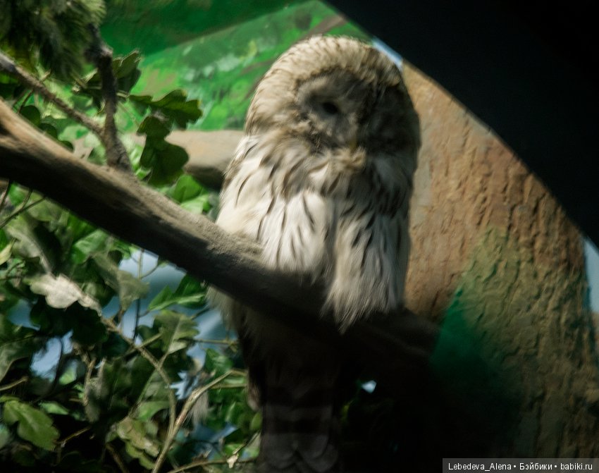 Воронежский океанариум — В мире животных: смешные фото питомцев и зверей (фото 5)