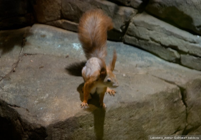 Воронежский океанариум — В мире животных: смешные фото питомцев и зверей (фото 4)
