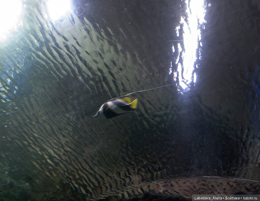 Воронежский океанариум — В мире животных: смешные фото питомцев и зверей