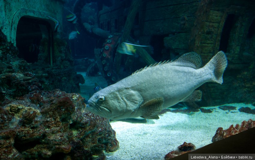 Воронежский океанариум — В мире животных: смешные фото питомцев и зверей