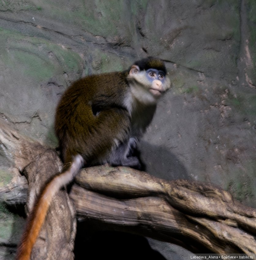 Воронежский океанариум — В мире животных: смешные фото питомцев и зверей