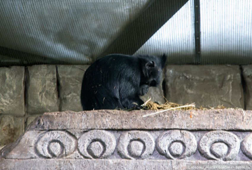 Воронежский океанариум — В мире животных: смешные фото питомцев и зверей (фото 10)