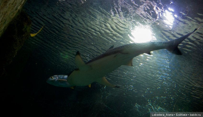 Воронежский океанариум — В мире животных: смешные фото питомцев и зверей