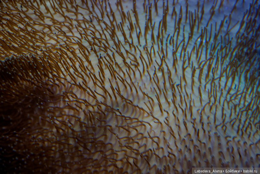 Воронежский океанариум — В мире животных: смешные фото питомцев и зверей