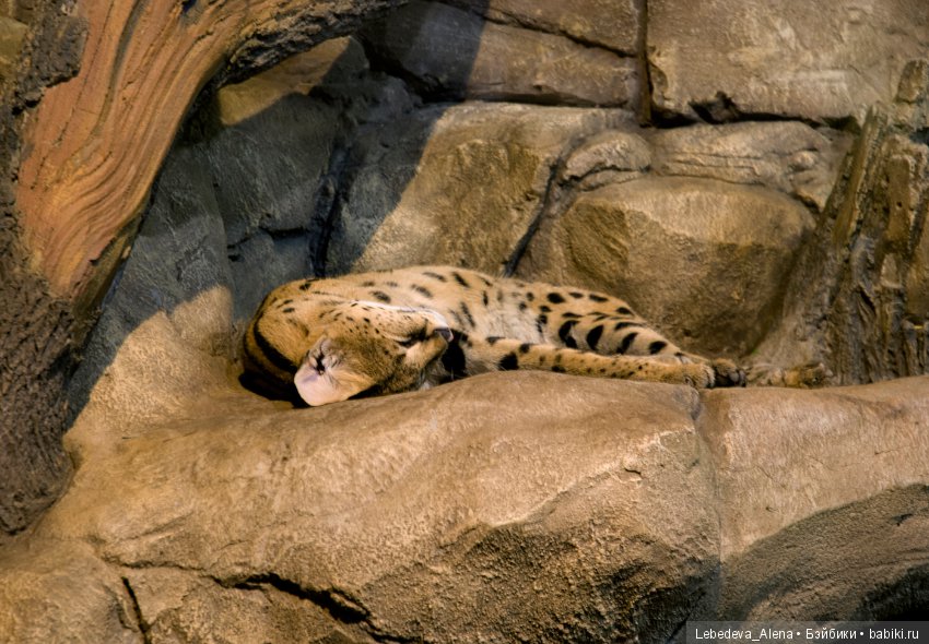 Воронежский океанариум — В мире животных: смешные фото питомцев и зверей (фото 2)