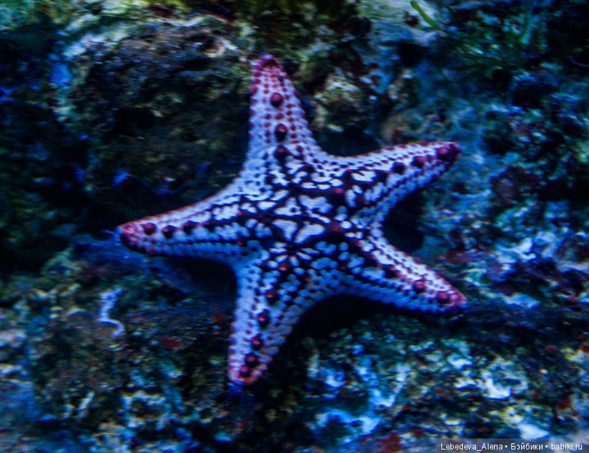 Воронежский океанариум — В мире животных: смешные фото питомцев и зверей