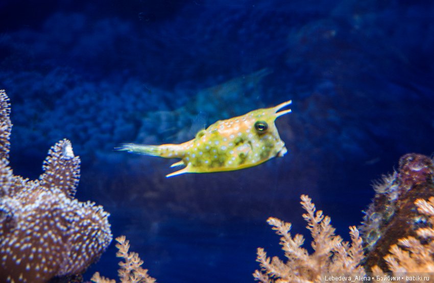 Воронежский океанариум — В мире животных: смешные фото питомцев и зверей