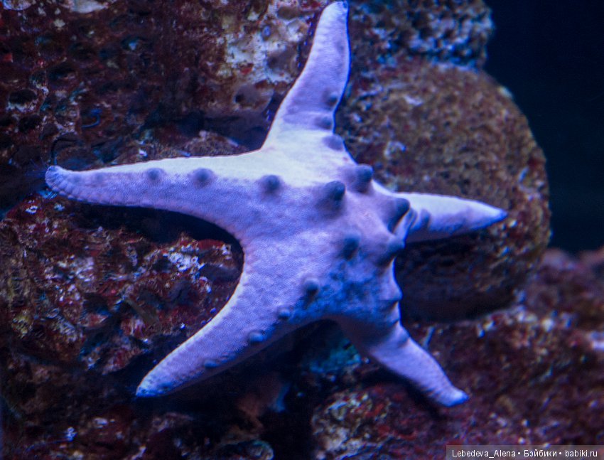 Воронежский океанариум — В мире животных: смешные фото питомцев и зверей