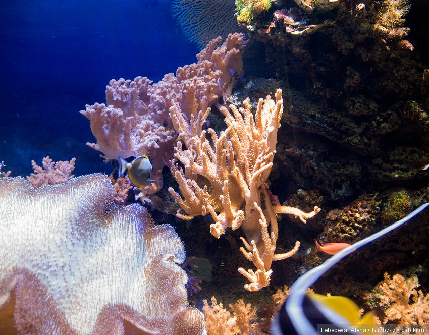 Воронежский океанариум — В мире животных: смешные фото питомцев и зверей