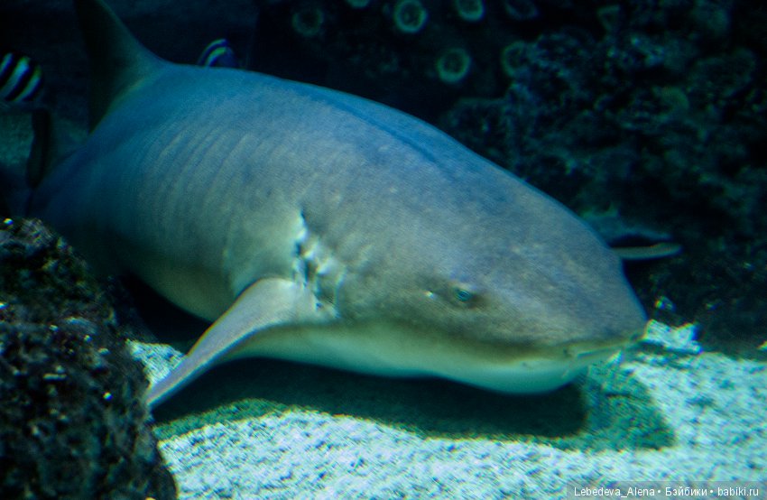 Воронежский океанариум — В мире животных: смешные фото питомцев и зверей