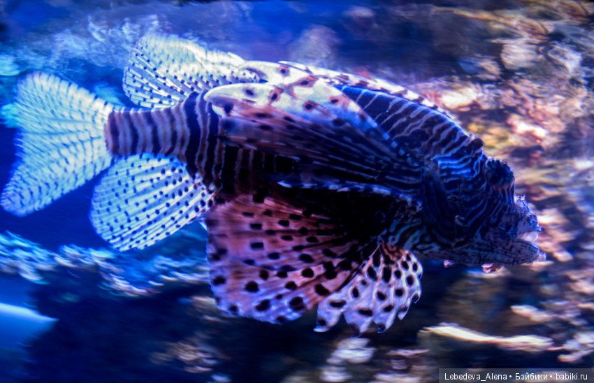 Воронежский океанариум — В мире животных: смешные фото питомцев и зверей