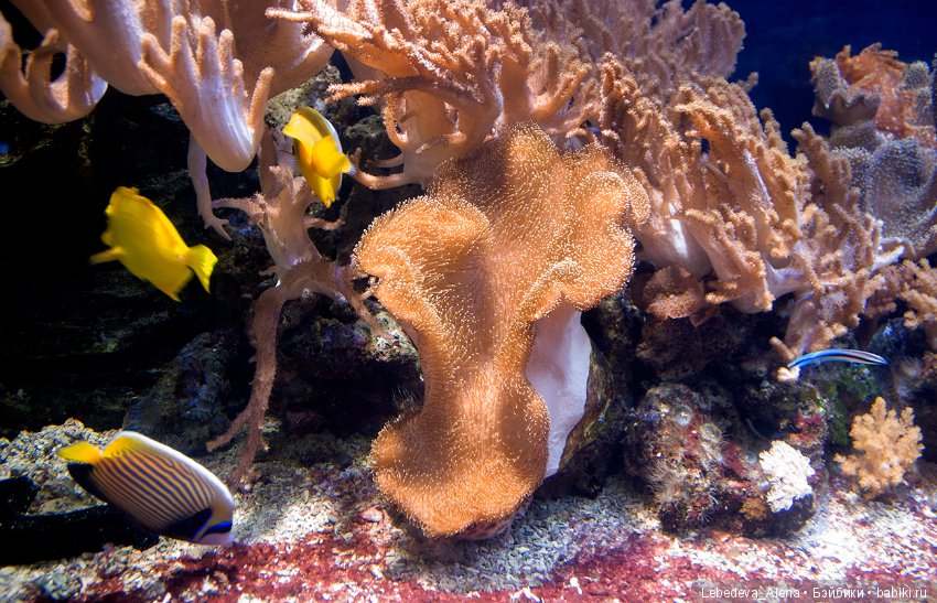 Воронежский океанариум — В мире животных: смешные фото питомцев и зверей