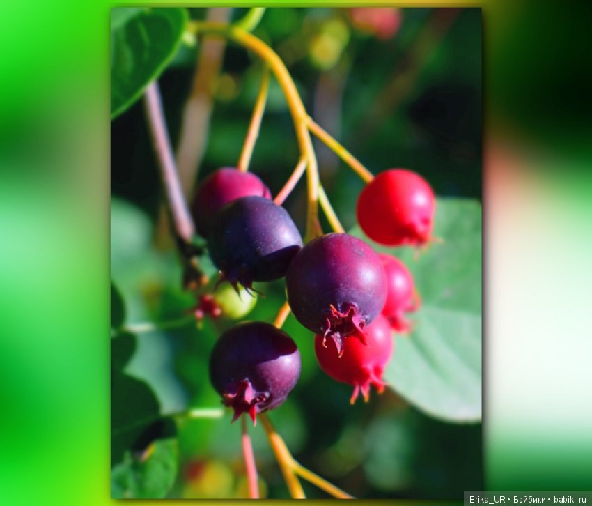 Сопутствующее куклам увлечение. 19.07.2019 (фото 2)