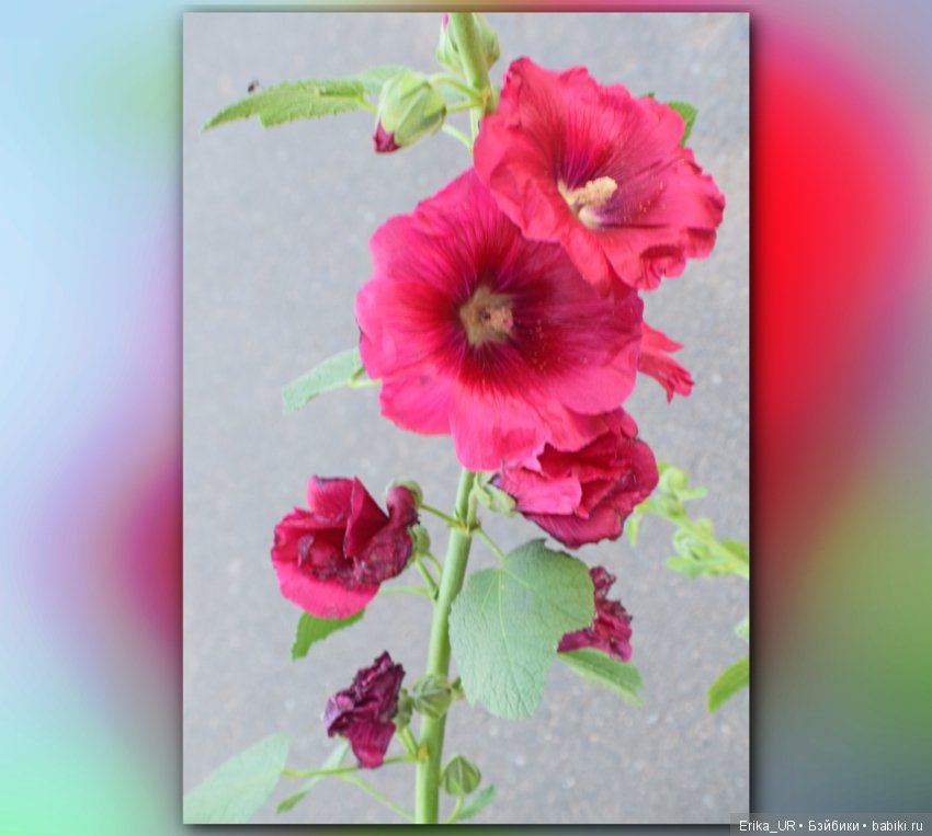 Сопутствующее куклам увлечение. 19.07.2019 (фото 8)