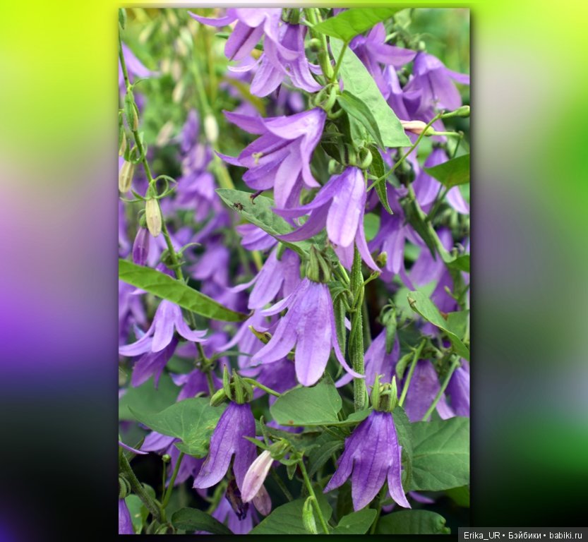 Сопутствующее куклам увлечение. 19.07.2019