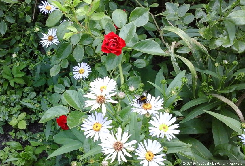 Путешествие Альфа по планетам цветов