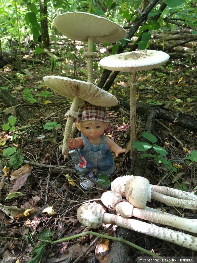 Данька побил собственный рекорд по сбору грибов (фото 2)