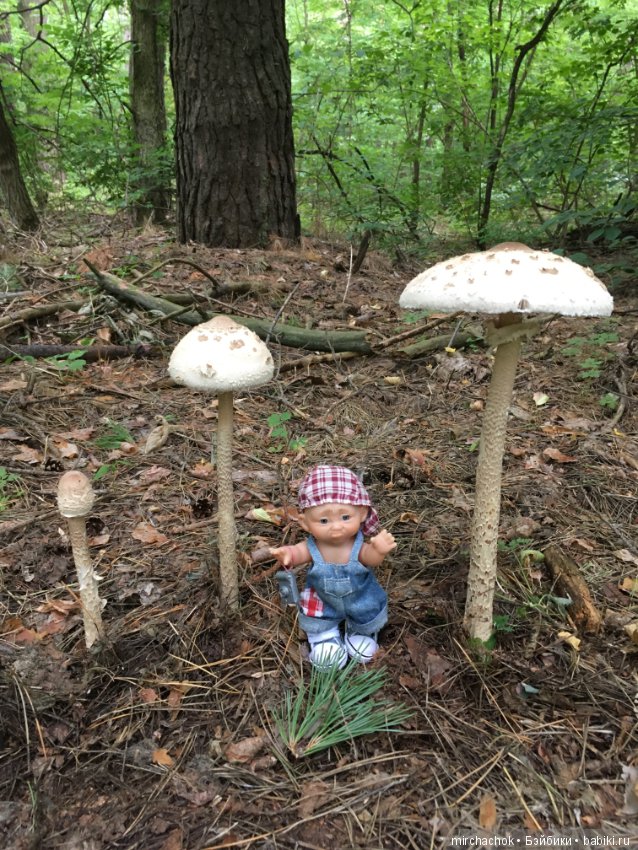 Данька побил собственный рекорд по сбору грибов (фото 7)