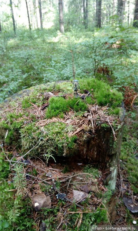Забияка в лесу — Фигурки Киндер Сюрприз (Kinder) (фото 9)