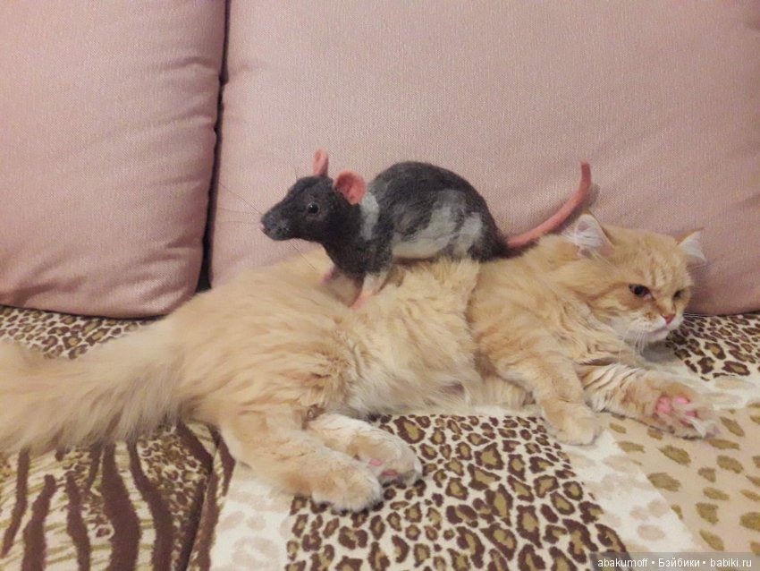 Крыса из шерсти — Валяные игрушки из шерсти: сухое валяние (фото 6)