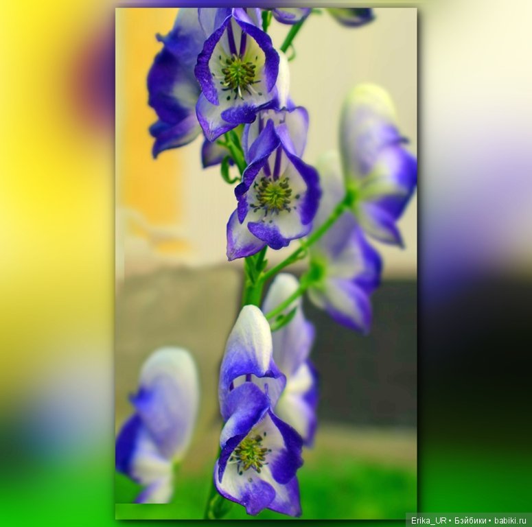 Сопутствующее куклам увлечение. 27.07.2019 (фото 5)