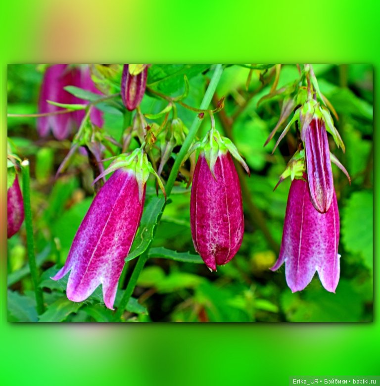 Сопутствующее куклам увлечение. 27.07.2019