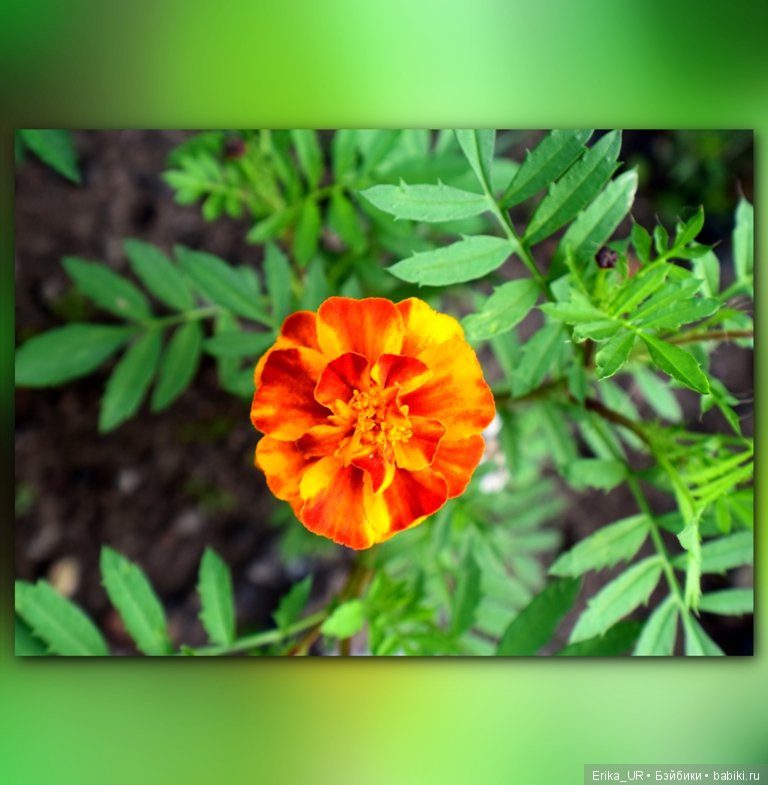 Сопутствующее куклам увлечение. 27.07.2019 (фото 9)