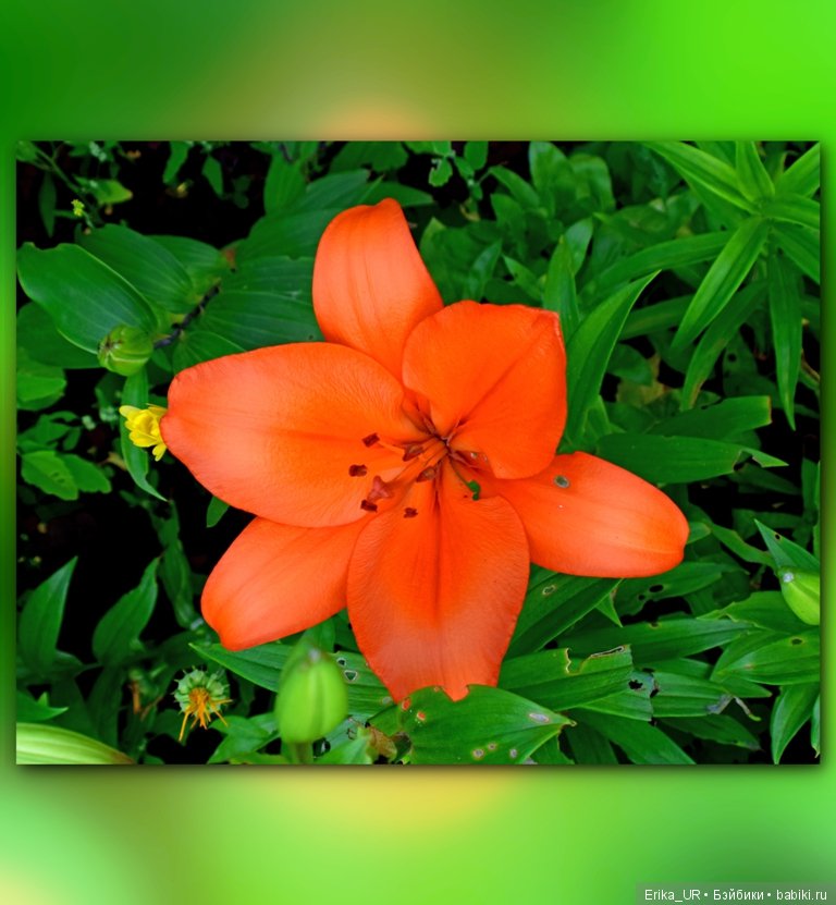 Сопутствующее куклам увлечение. 27.07.2019 (фото 4)