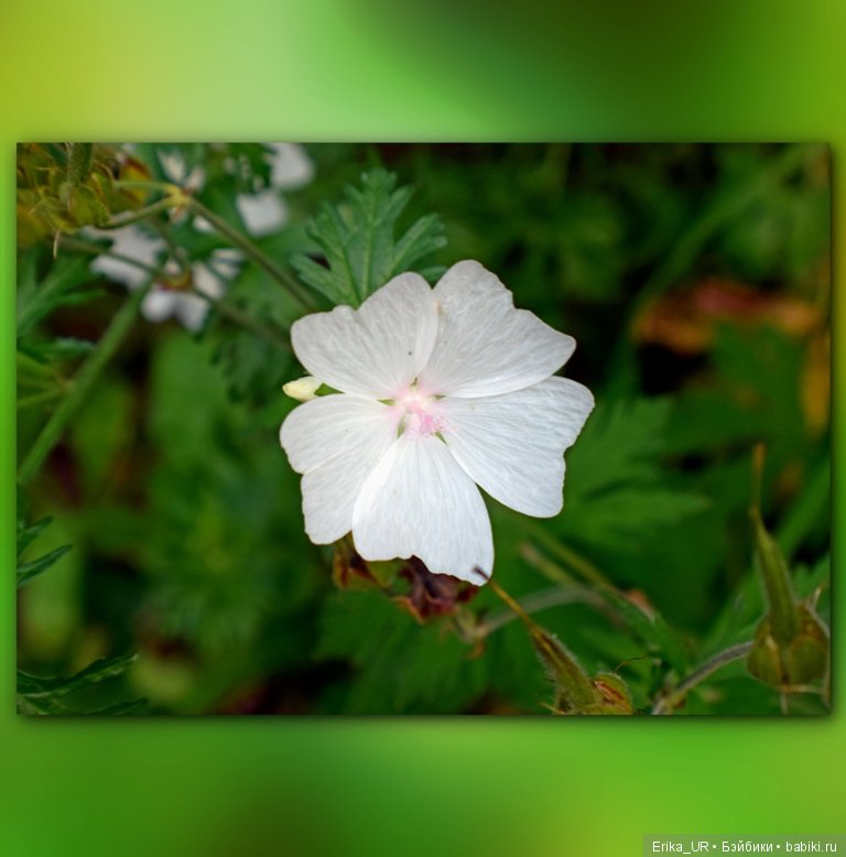 Сопутствующее куклам увлечение. 27.07.2019