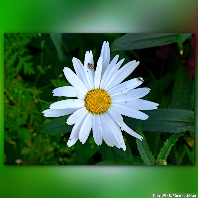 Сопутствующее куклам увлечение. 27.07.2019