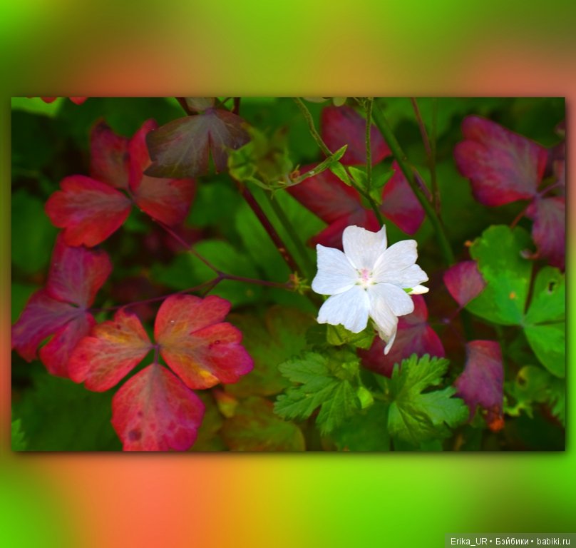 Сопутствующее куклам увлечение. 27.07.2019