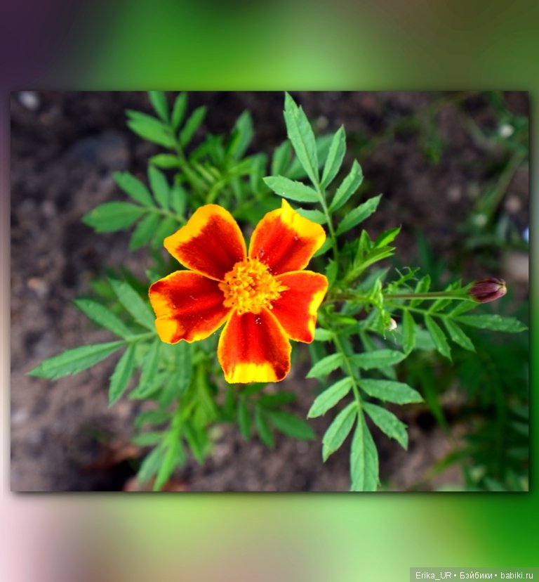 Сопутствующее куклам увлечение. 27.07.2019