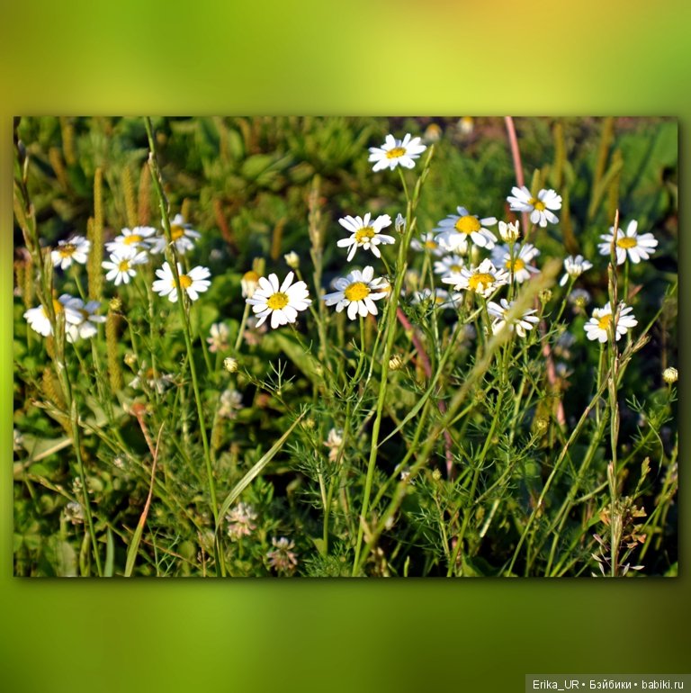 Сопутствующее куклам увлечение. 27.07.2019