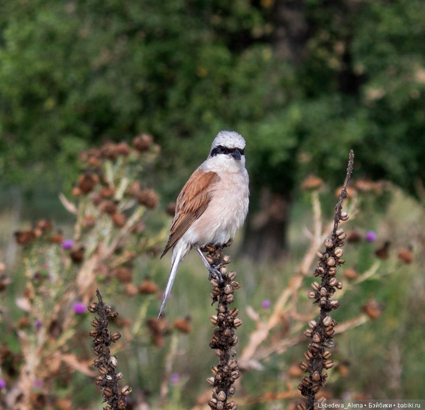 Canon 4000D - тест 2 — Болталка и разговоры обо всем: жизнь (фото 6)