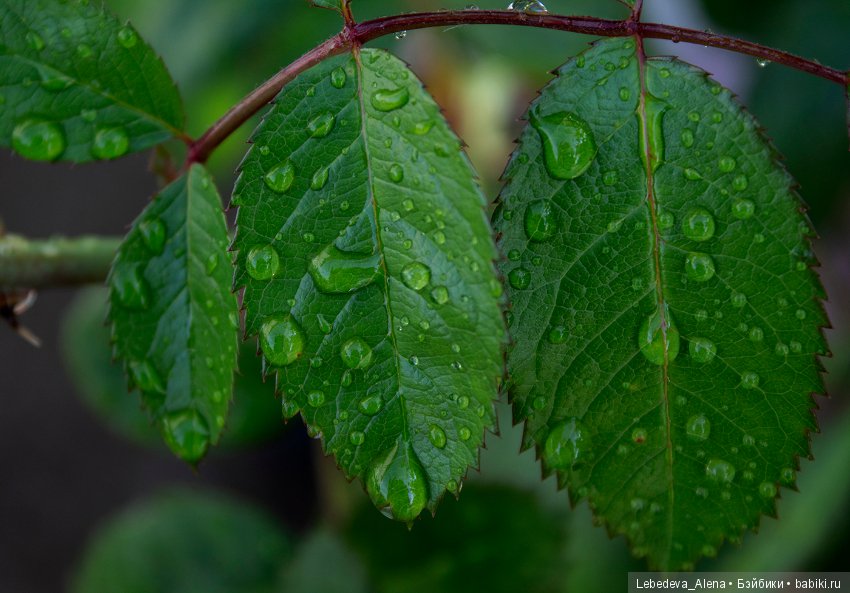 Canon 4000D - тест 2 — Болталка и разговоры обо всем: жизнь