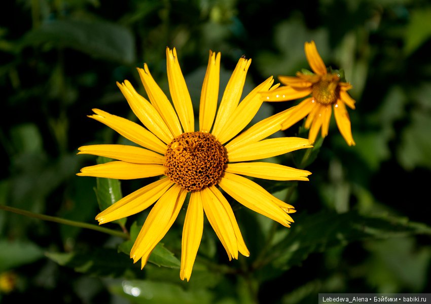 Canon 4000D - тест 2 — Болталка и разговоры обо всем: жизнь (фото 2)