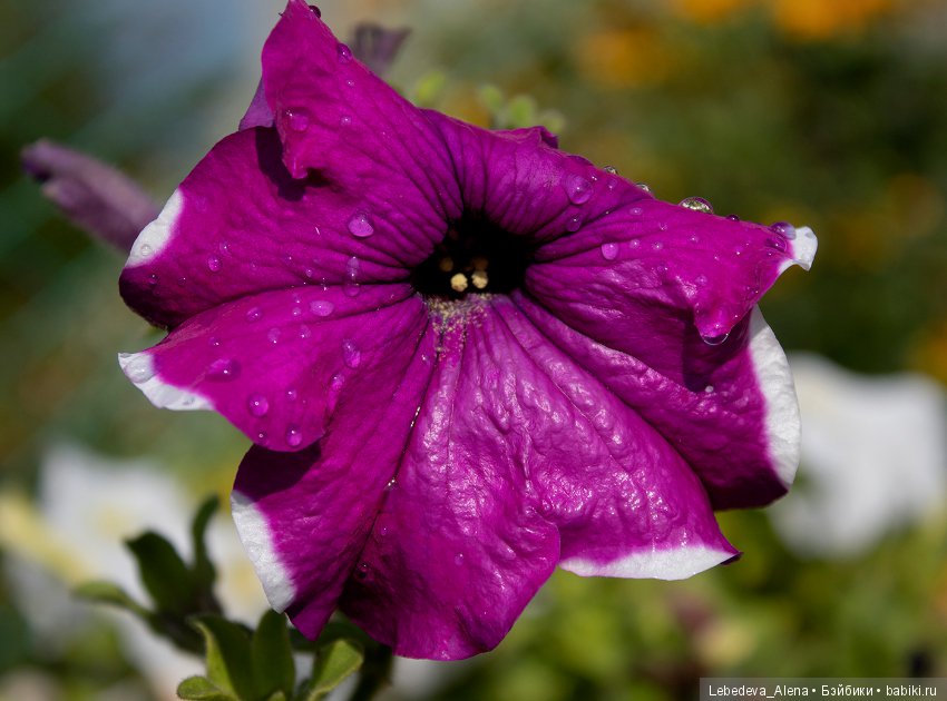 Canon 4000D - тест 2 — Болталка и разговоры обо всем: жизнь (фото 4)