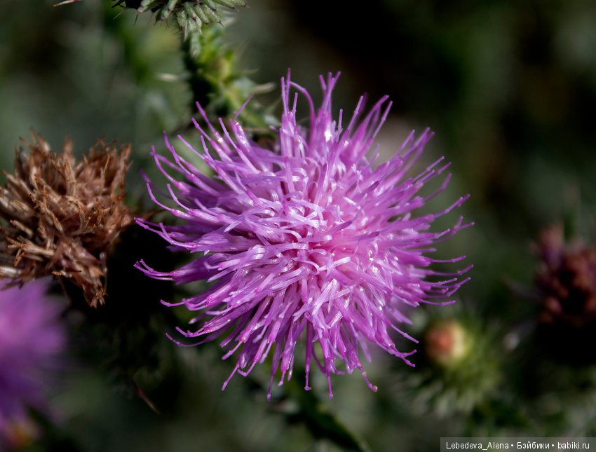 Canon 4000D - тест 2 — Болталка и разговоры обо всем: жизнь (фото 7)