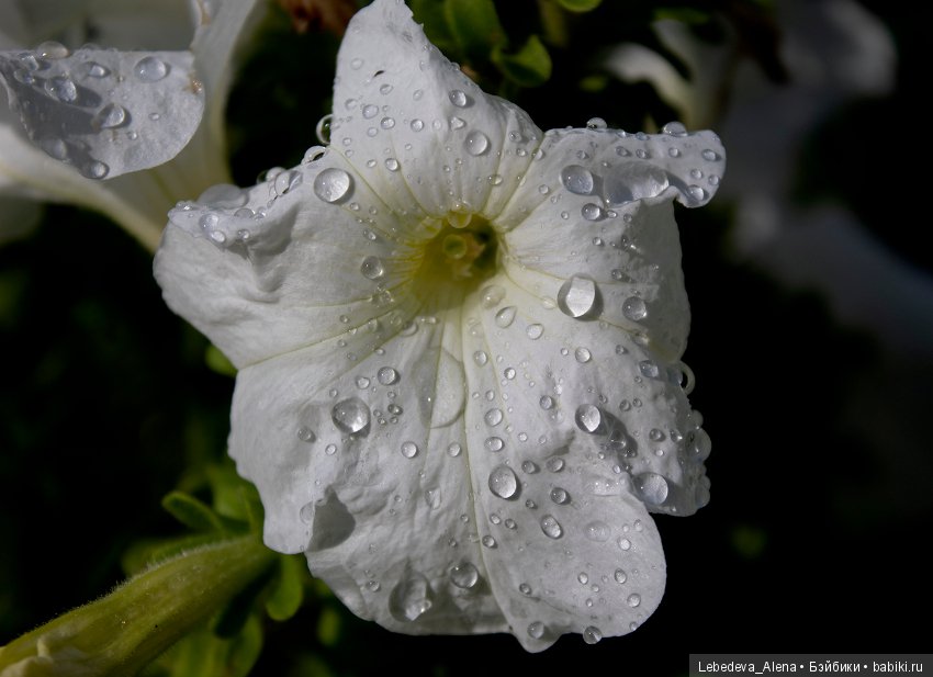 Canon 4000D - тест 2 — Болталка и разговоры обо всем: жизнь (фото 3)