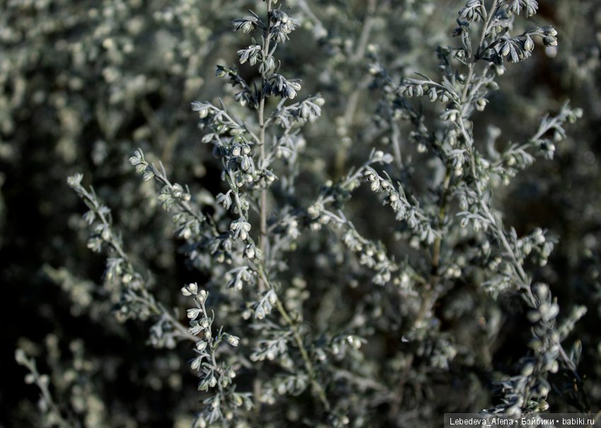 Canon 4000D - тест 2 — Болталка и разговоры обо всем: жизнь (фото 5)