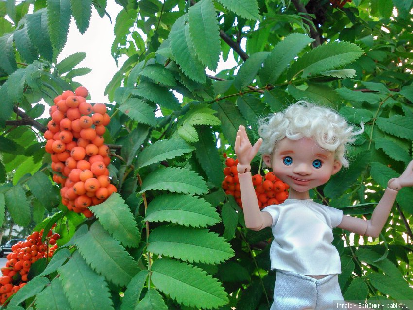 Падение с рябины и зализывание ран (фото 8)