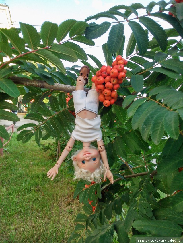 Падение с рябины и зализывание ран (фото 2)