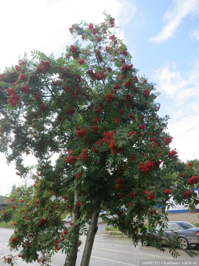 Гроздья рябины — Болталка и разговоры обо всем: жизнь (фото 6)