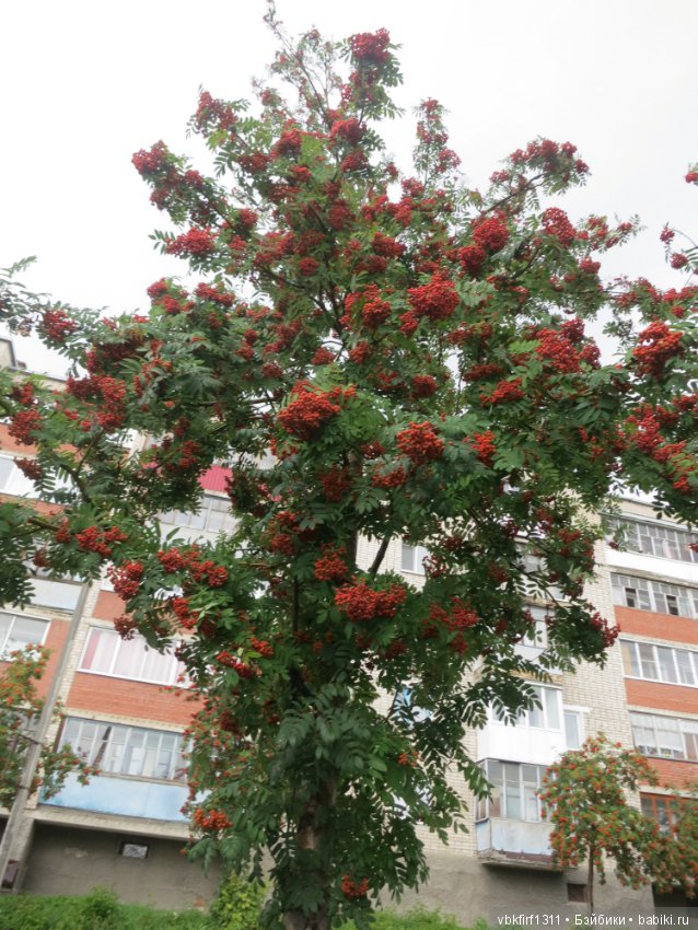 Гроздья рябины — Болталка и разговоры обо всем: жизнь (фото 2)
