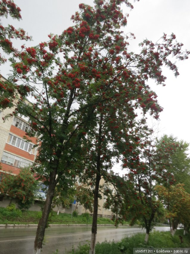 Гроздья рябины — Болталка и разговоры обо всем: жизнь