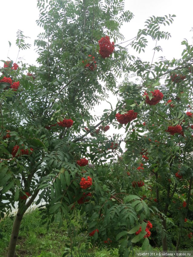 Гроздья рябины — Болталка и разговоры обо всем: жизнь (фото 9)