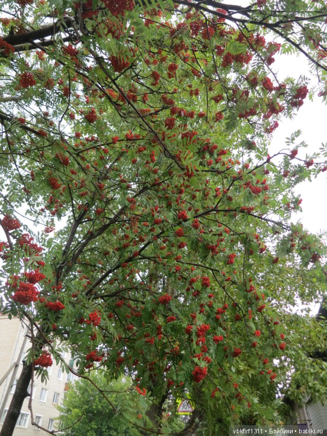 Гроздья рябины — Болталка и разговоры обо всем: жизнь (фото 4)
