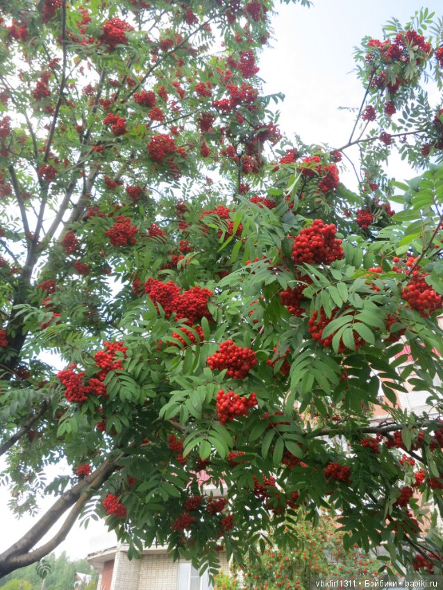 Гроздья рябины — Болталка и разговоры обо всем: жизнь (фото 5)